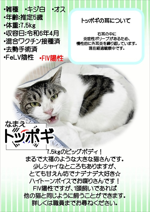 飼主募集中猫のトッポギの紹介ポスターです