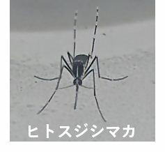 ヒトスジシマカの写真