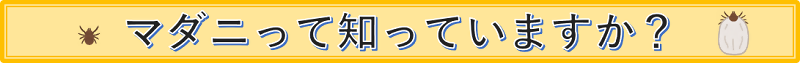 見出しのイラスト「マダニって知っていますか？」