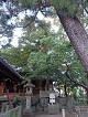 大乃伎神社のボダイジュの画像