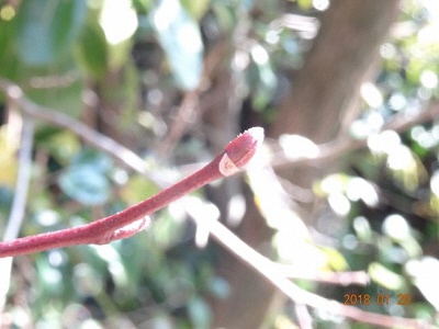 ネジキの冬芽の写真