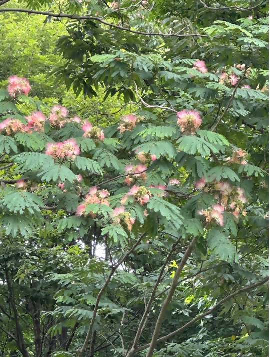 ネムノキの花です。