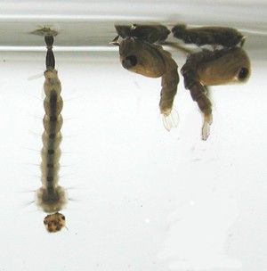 ヒトスジシマカの幼虫とサナギの画像