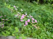 昨年発見した花1