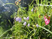 昨年発見した花3