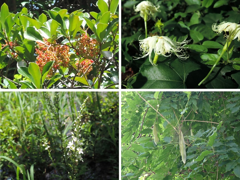緑地内の植物の様子です