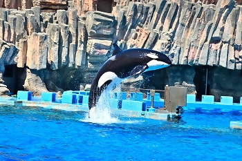名古屋港水族館親子ペアご招待券