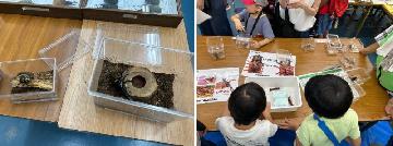 昆虫の展示やザリガニとのふれあいの様子