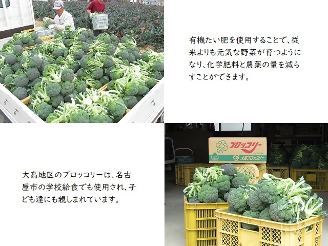 ブロッコリーの出荷の写真。有機たい肥を使用することで、従来よりも元気な野菜が育つようになり、化学肥料と農薬の量を減らすことができます。大高地区のブロッコリーは、名古屋市の学校給食でも使用され、子ども達にも親しまれていますという内容の説明文。