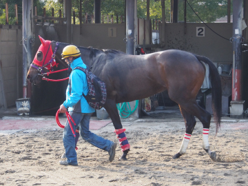 体が綺麗になり検体採取所を後にする競走馬