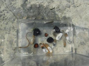 貝や魚