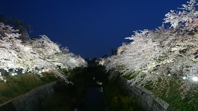 桜がライトアップされている風景1