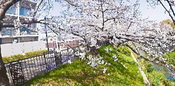山崎川の桜映像