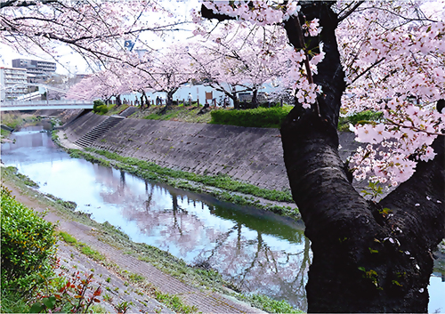 郵便局賞「桜並木」