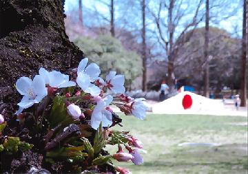 みずほ賞「胴吹き桜」