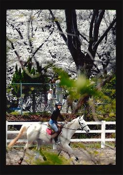 みずほ賞「白馬と共に」