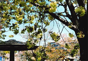 さくら賞「満開　ウコン桜」