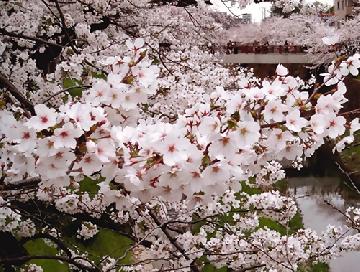 矢作地所賞「山崎川のさくら」