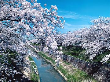 郵便局賞「桜で癒し」
