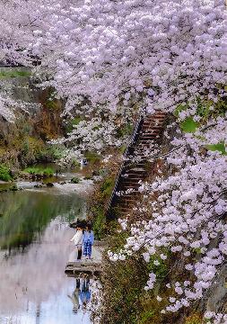 郵便局賞「桜いっぱい！」