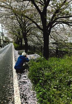 瑞商連賞「桜雨の後で」