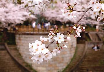 瑞商連賞「華やぐ時季」