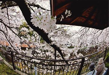 瑞商連賞「令和の桜を語る二人」