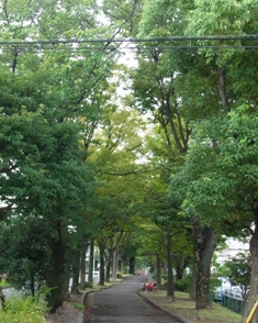 すいどうみち緑道の写真