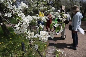 まめなしのお花見＆観察会の様子
