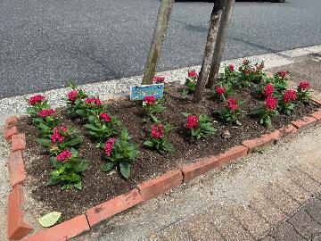 きれいに植えた様子