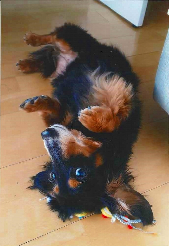 犬の写真ねり