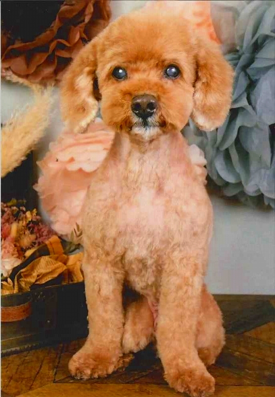 犬の写真ノワ