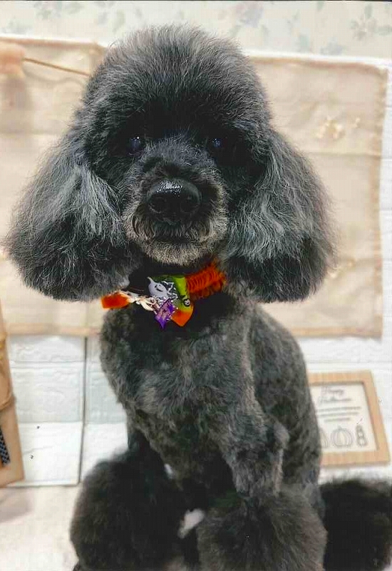 犬の写真ベル