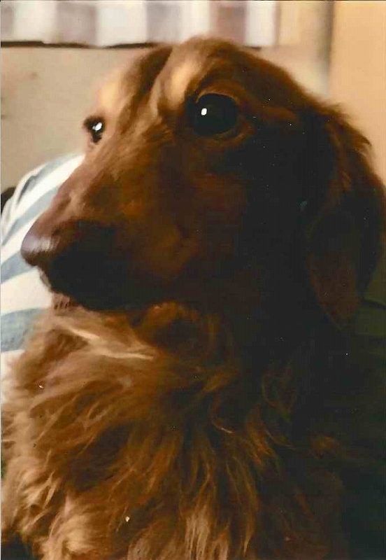 犬の写真風助