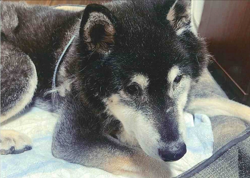 犬の写真オボ