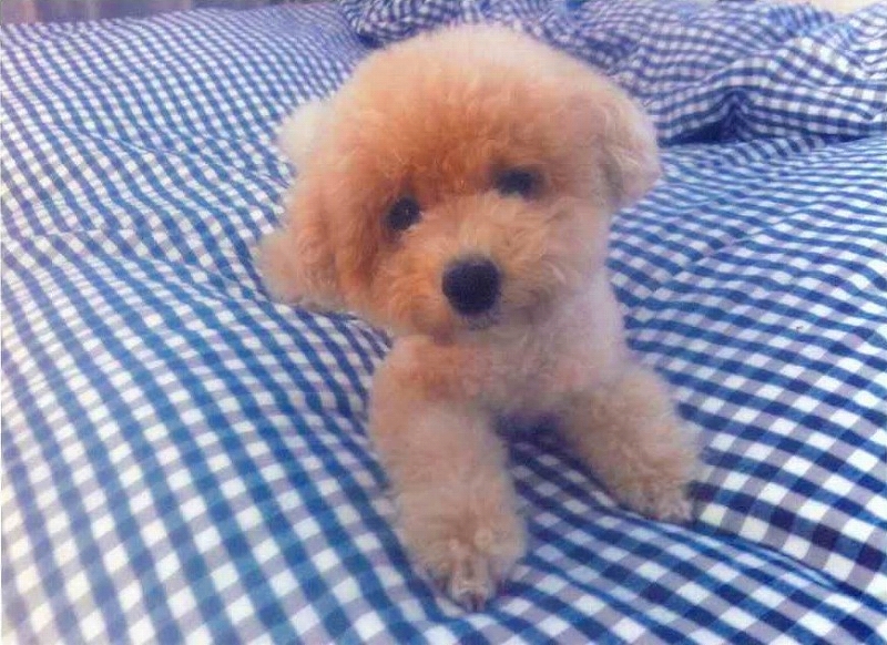 犬の写真エメ