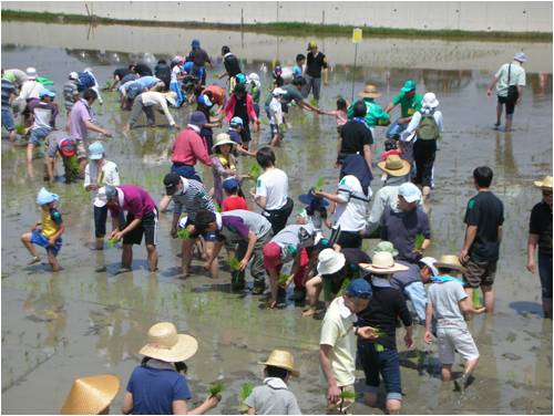 田植えイベントの様子
