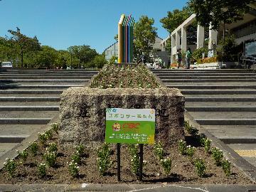 庄内緑地花壇の画像