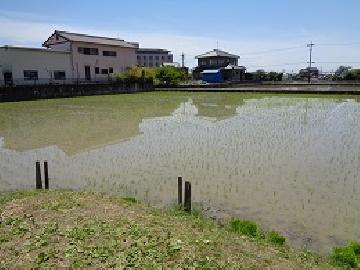 田んぼ全面に稲の苗が植わった写真