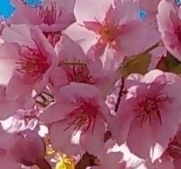 カワヅサクラの花のアップ写真です。