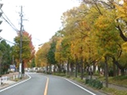 落ち葉清掃のお願いの画像