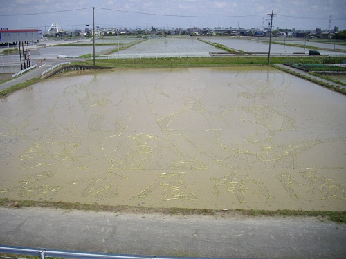輪郭植えが終わった田んぼの全景写真