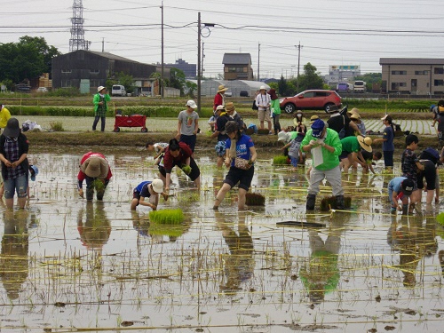 田植えをする信長