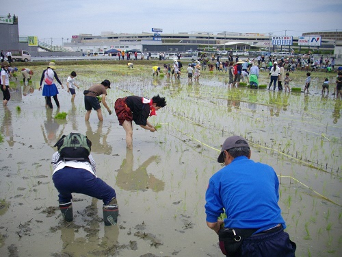 田植えをする前田けいじ