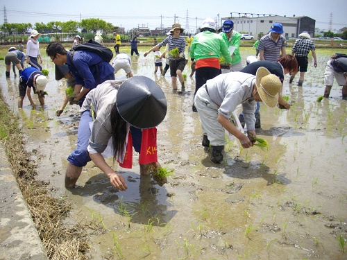 田植えをする陣笠隊のとうま