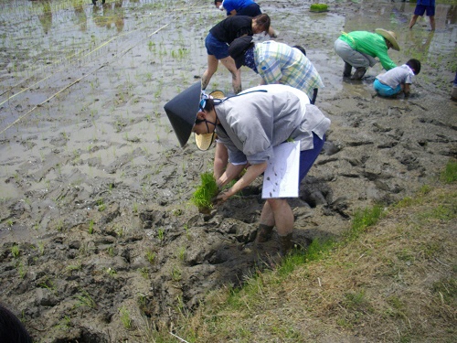 田植えをする陣笠隊のやたろう