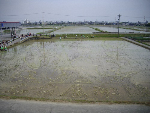 田植え完了後の田んぼを観察台から望む