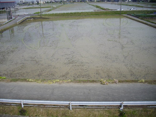 竹串、テープを取り除いた後の田植え完了写真