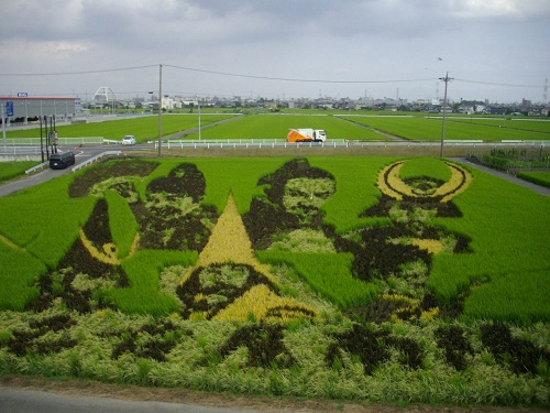 田んぼアートの様子。全体に鮮やかさが失われくすんだ色に変化。