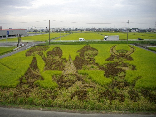 すっかり黄色く色づいた田んぼアートの様子